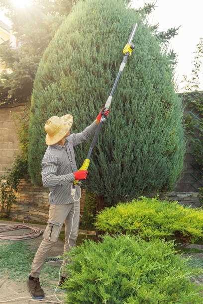Reliable Durham, CA Tree Services Solutions